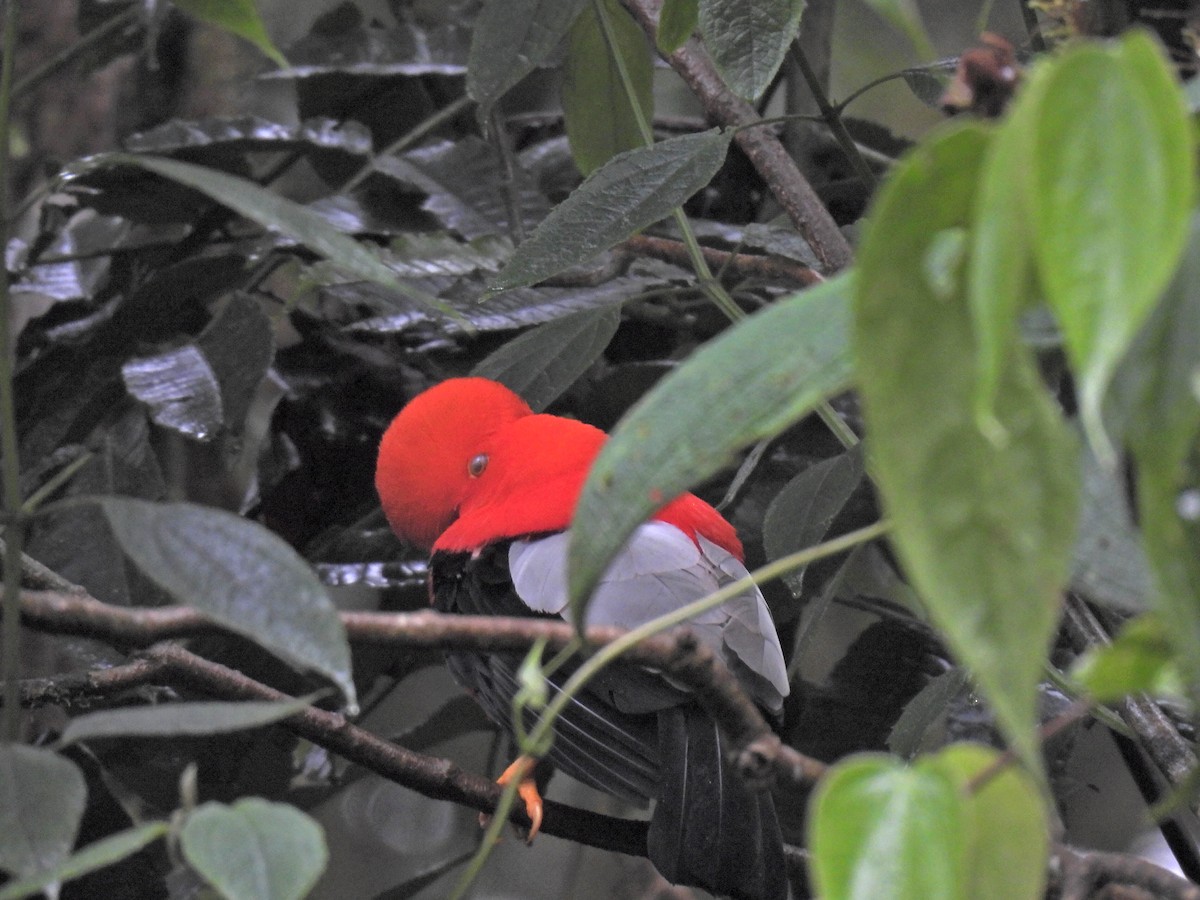 Andean Cock-of-the-rock - ML645773354