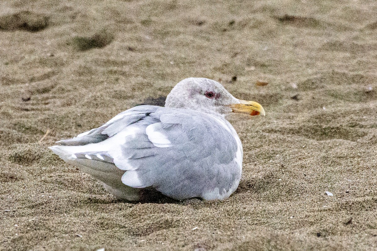 Glaucous-winged Gull - ML645773355