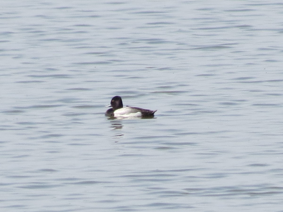 小斑背潛鴨 - ML645773356