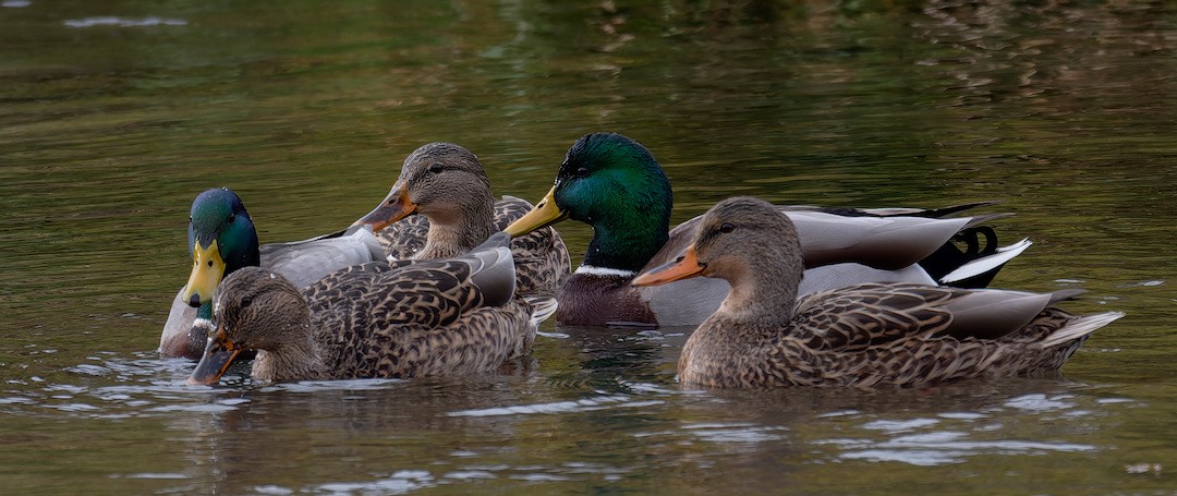 綠頭鴨 - ML645773357