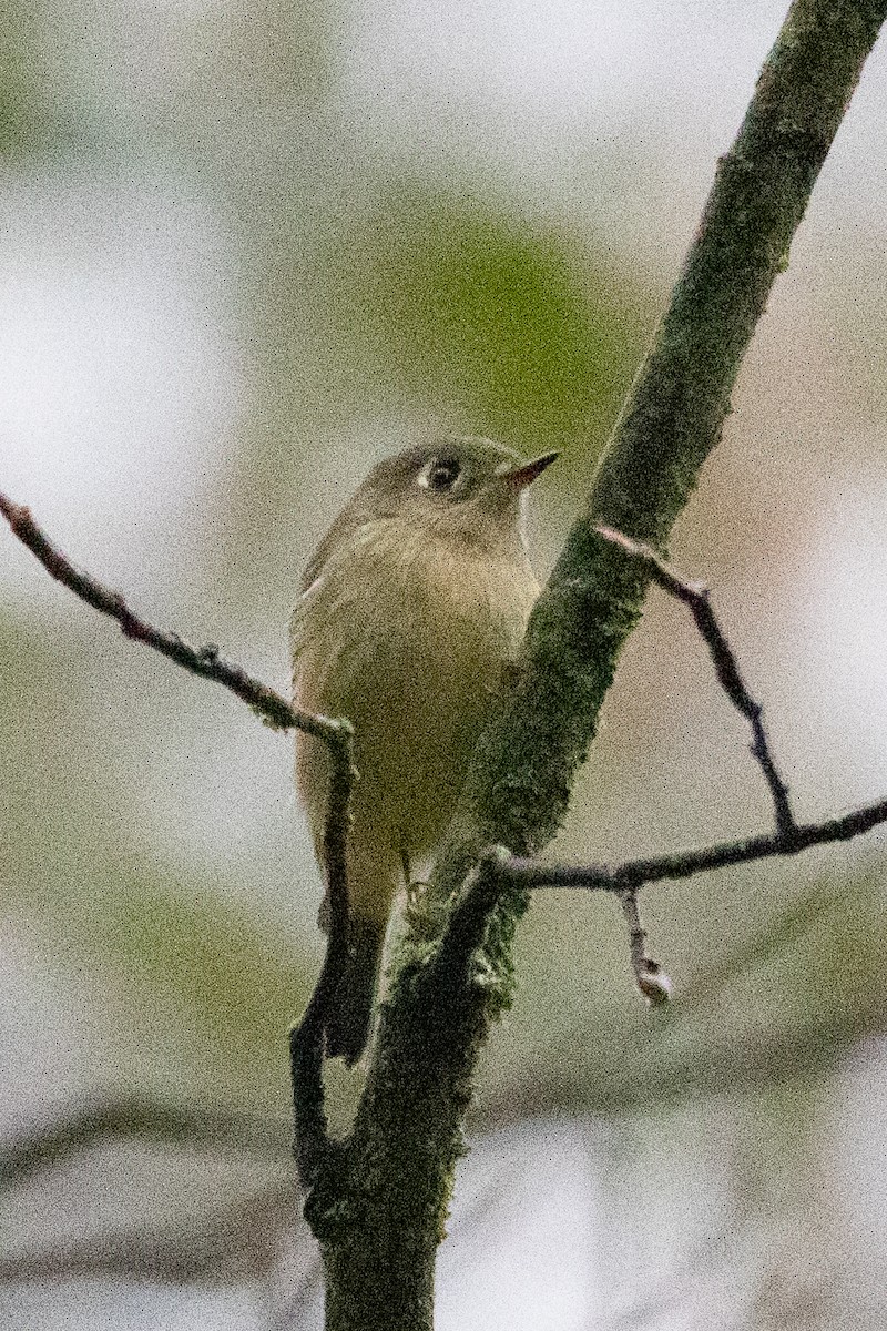 Ruby-crowned Kinglet - ML645773360