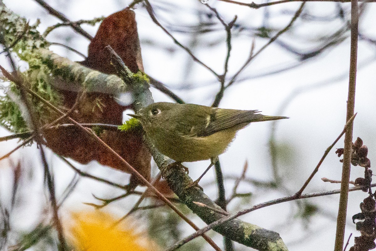 Ruby-crowned Kinglet - ML645773361
