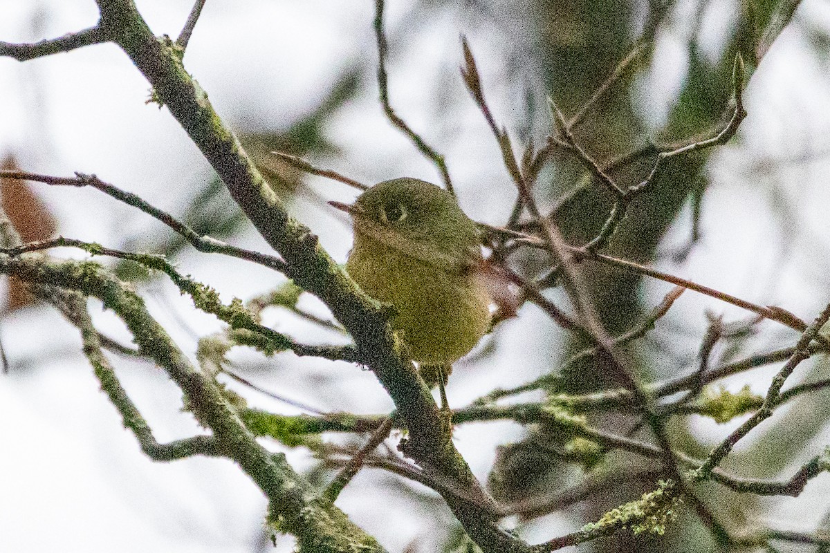 Ruby-crowned Kinglet - ML645773362