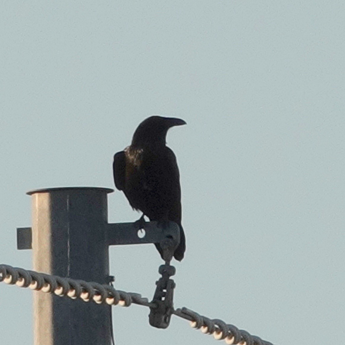 Common Raven - ML645773364