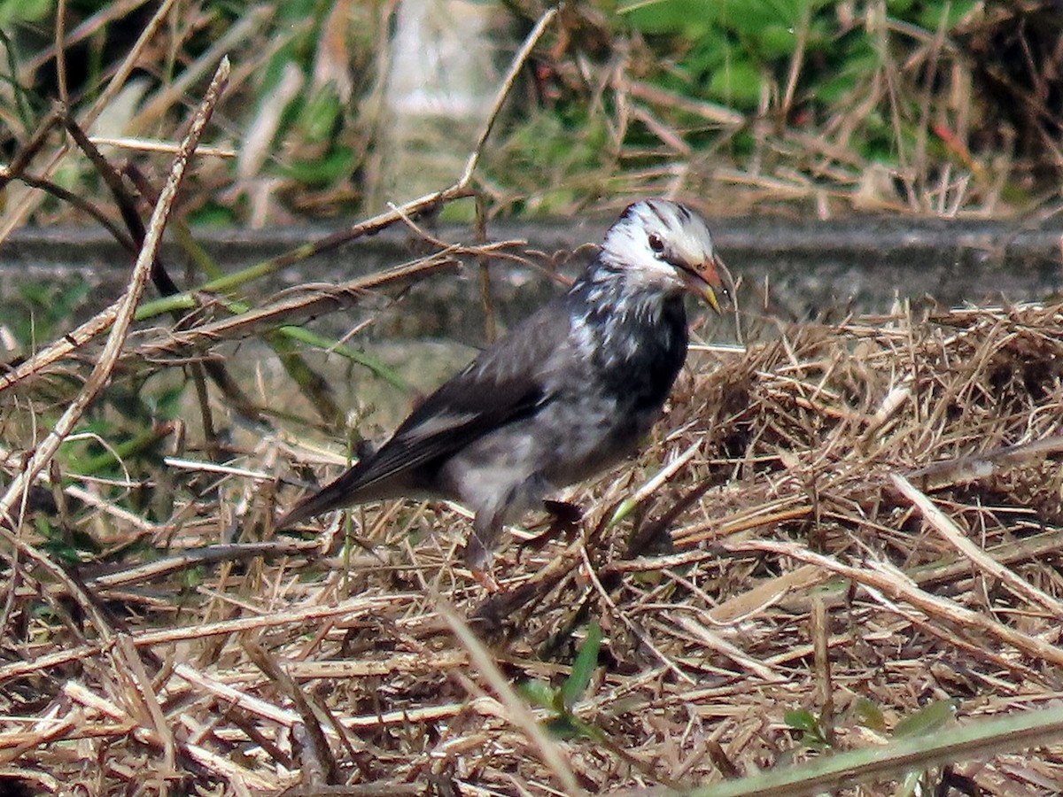 灰椋鳥 - ML645773366