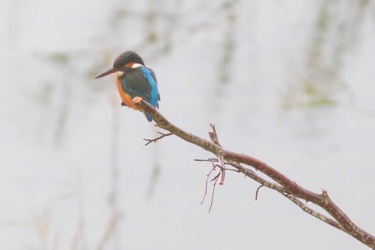 Common Kingfisher - ML645773370