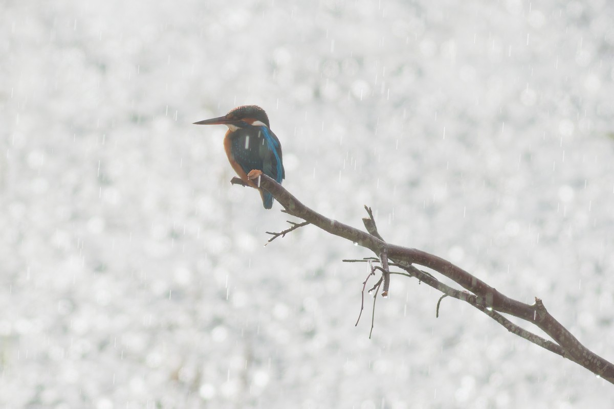 Common Kingfisher - ML645773371