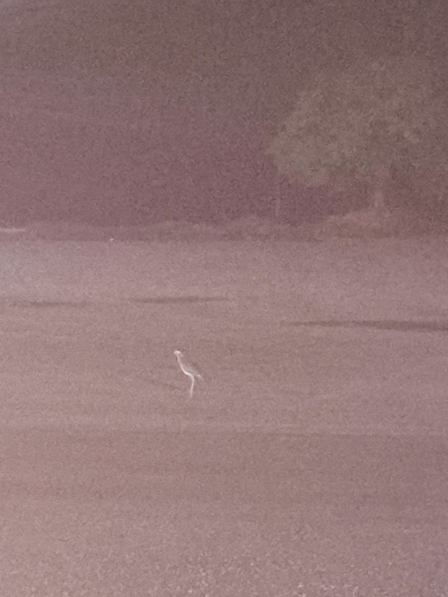 Double-striped Thick-knee - ML645773372