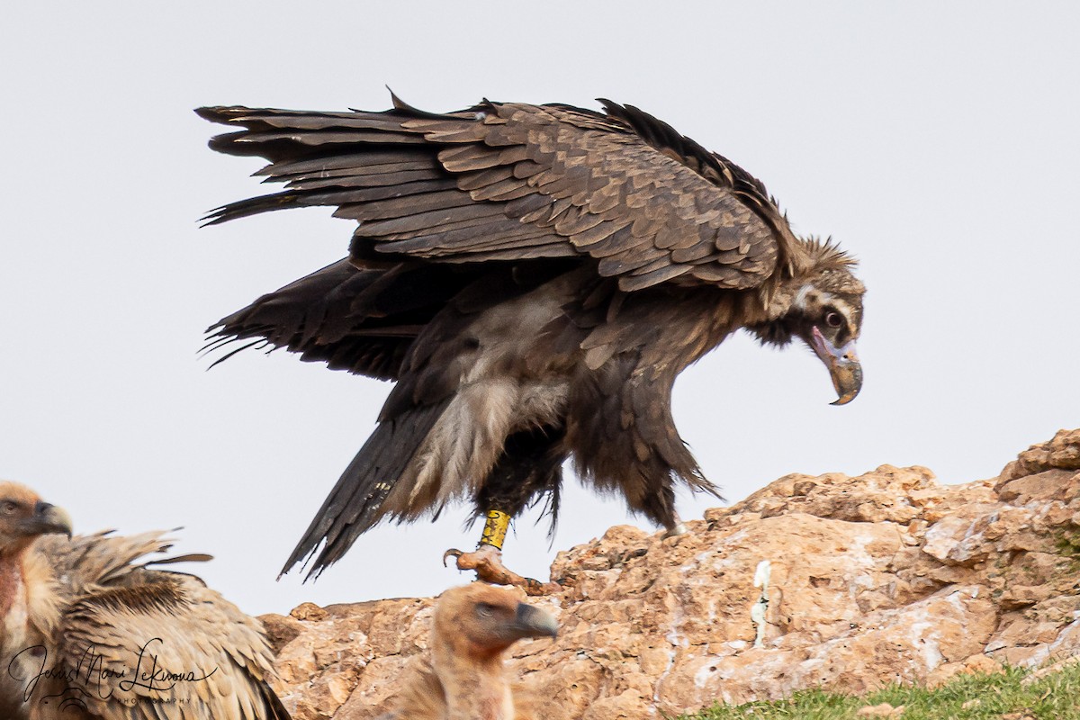 Buitre Negro - ML645773375