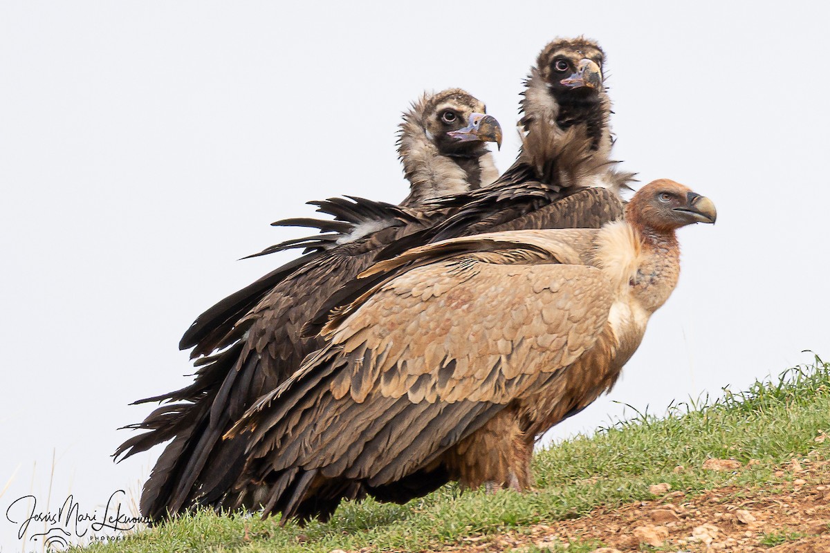 Buitre Negro - ML645773376