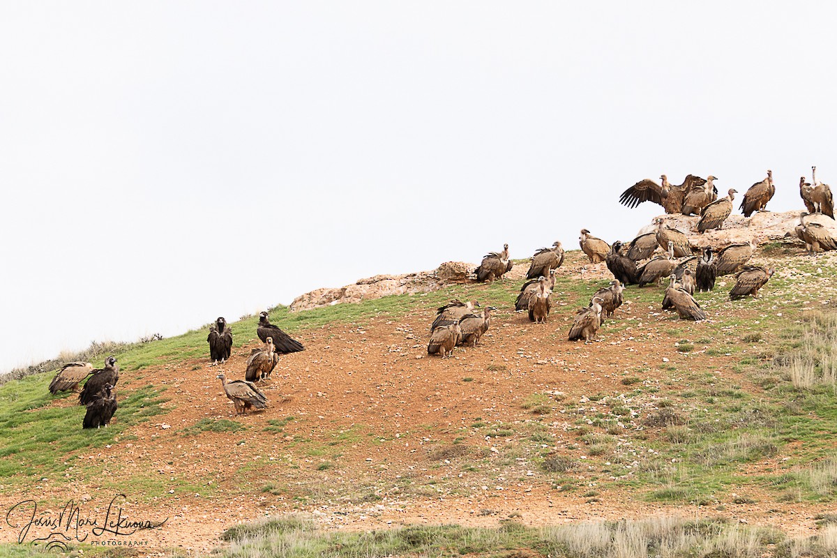 Buitre Negro - ML645773377