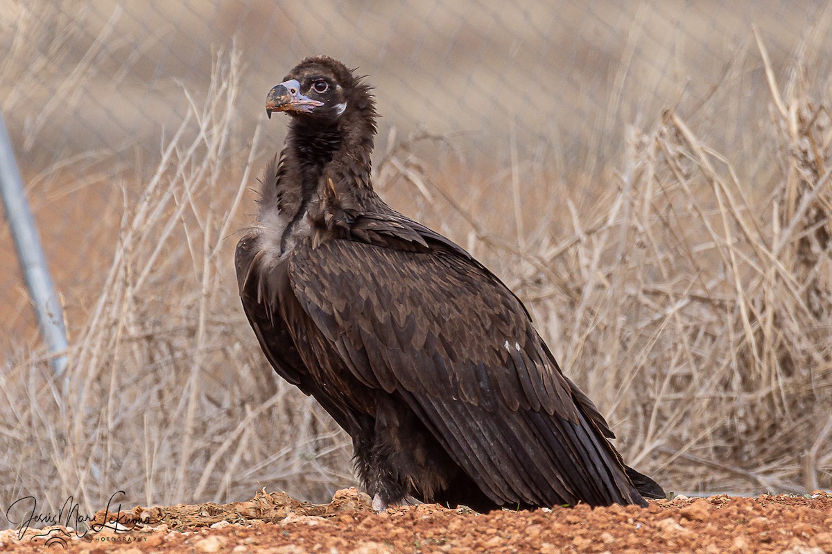 Buitre Negro - ML645773378