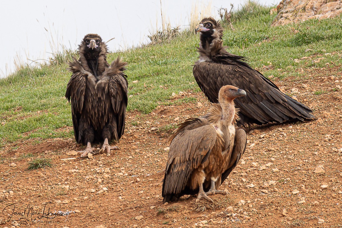 Buitre Negro - ML645773379