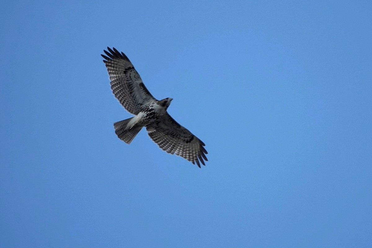 Busardo Colirrojo - ML645773380