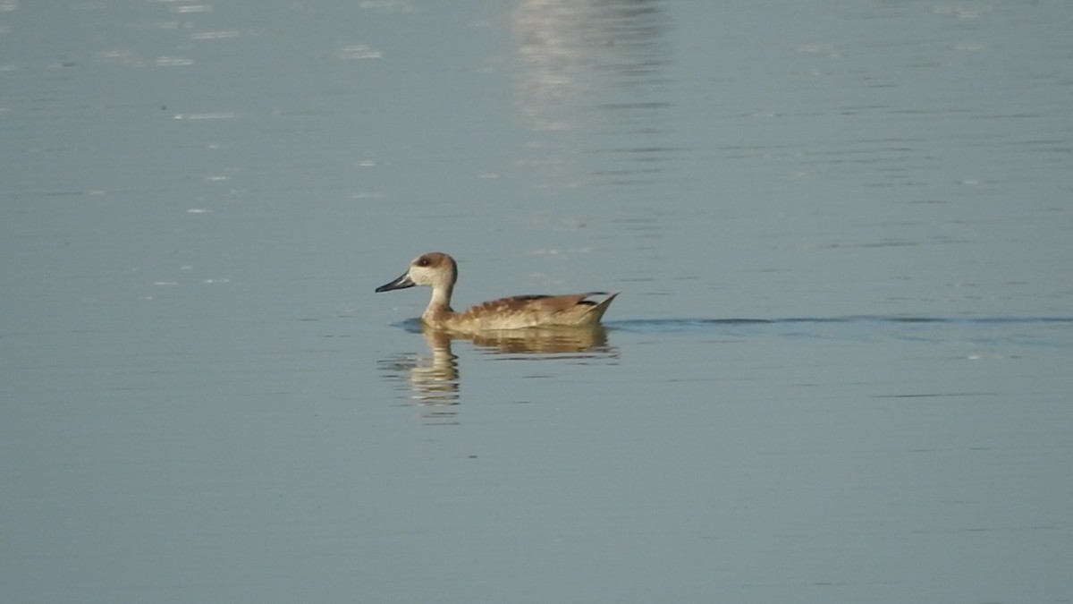 Cerceta Pardilla - ML645773381