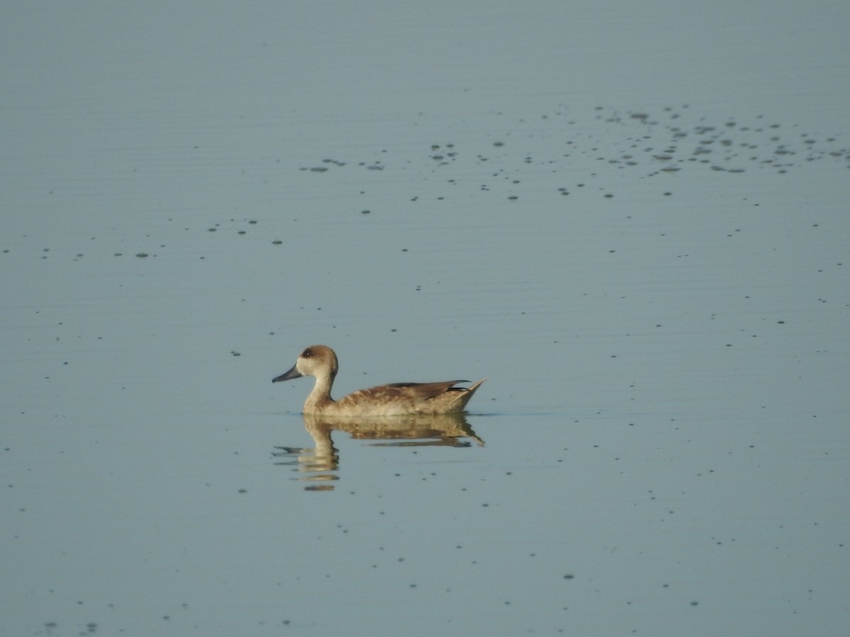 Cerceta Pardilla - ML645773383