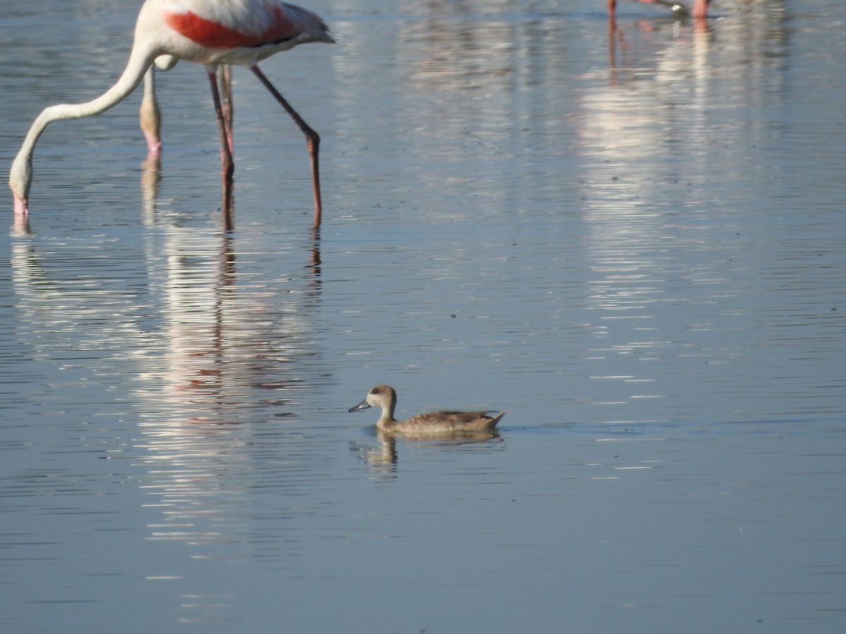 Cerceta Pardilla - ML645773384