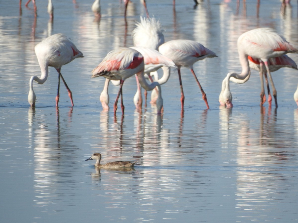 Cerceta Pardilla - ML645773385