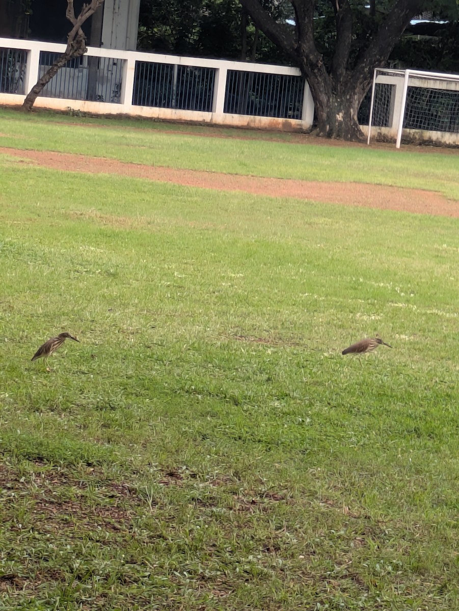 Garcilla India - ML645773392