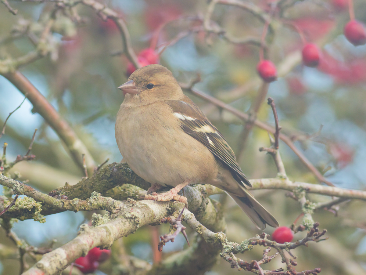Pinzón Vulgar - ML645773393