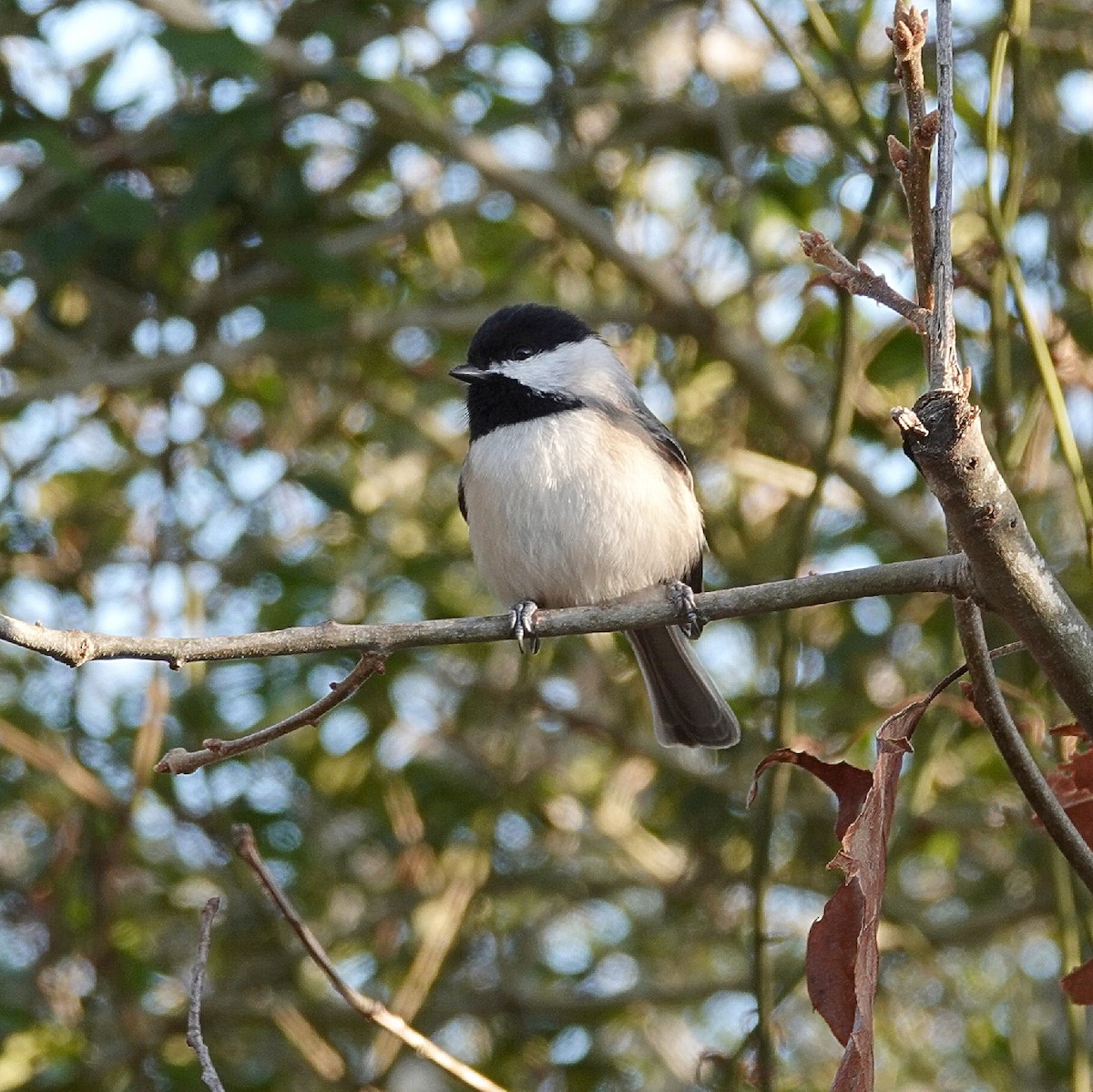Carbonero de Carolina - ML645773394