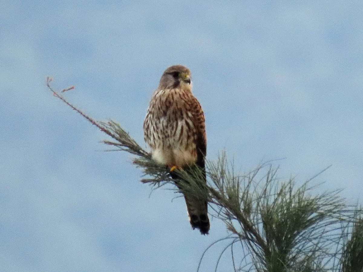 Cernícalo Vulgar - ML645773395