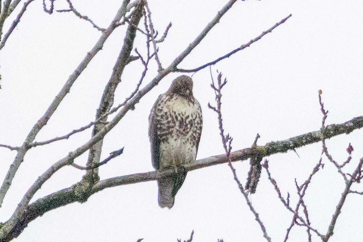 Busardo Colirrojo - ML645773396