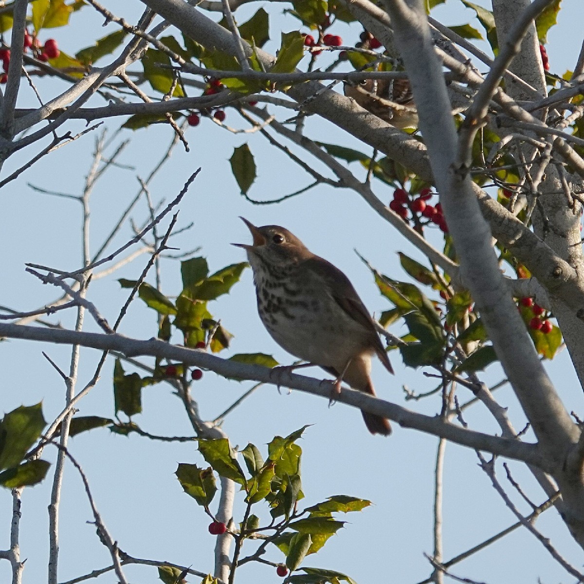 Zorzalito Colirrufo - ML645773399