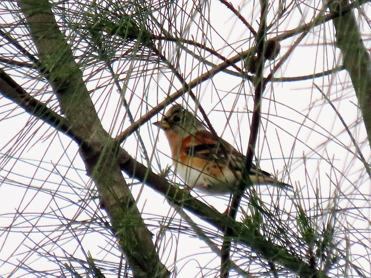 Pinzón Real - ML645773400