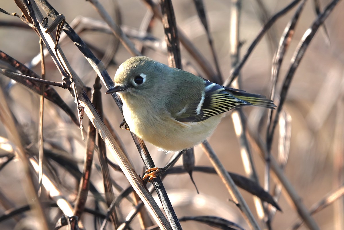 Reyezuelo Rubí - ML645773403