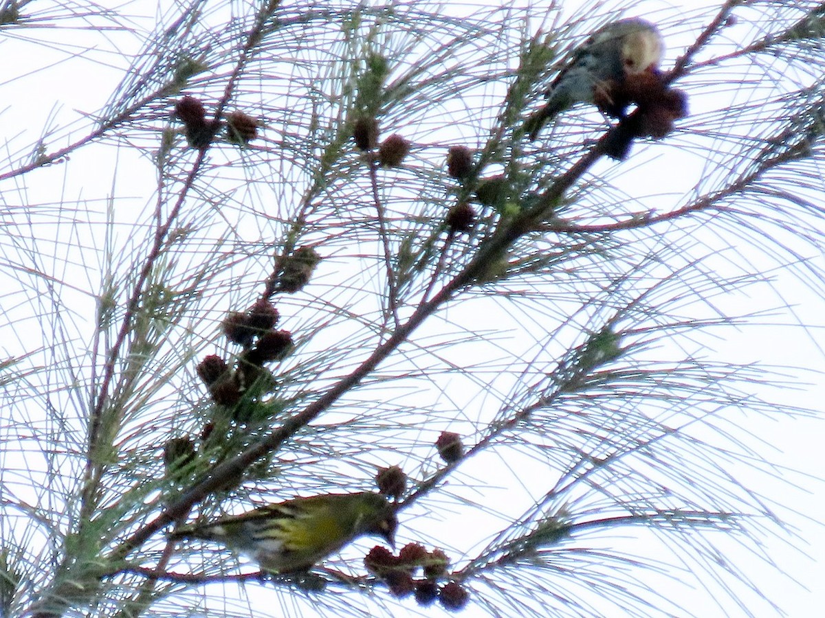 Jilguero Lúgano - ML645773406