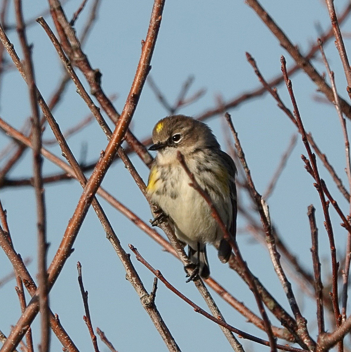 Reinita Coronada (Coronada) - ML645773407