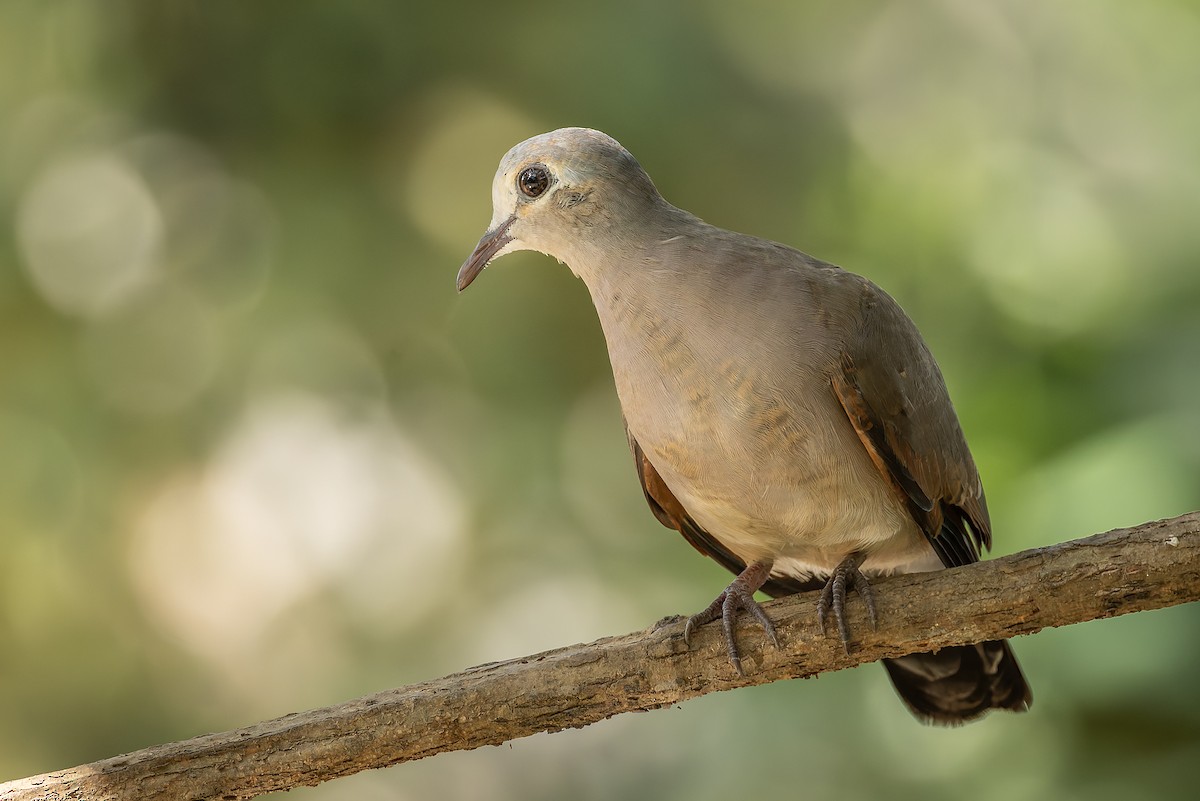 Palomita Saheliana - ML645773408