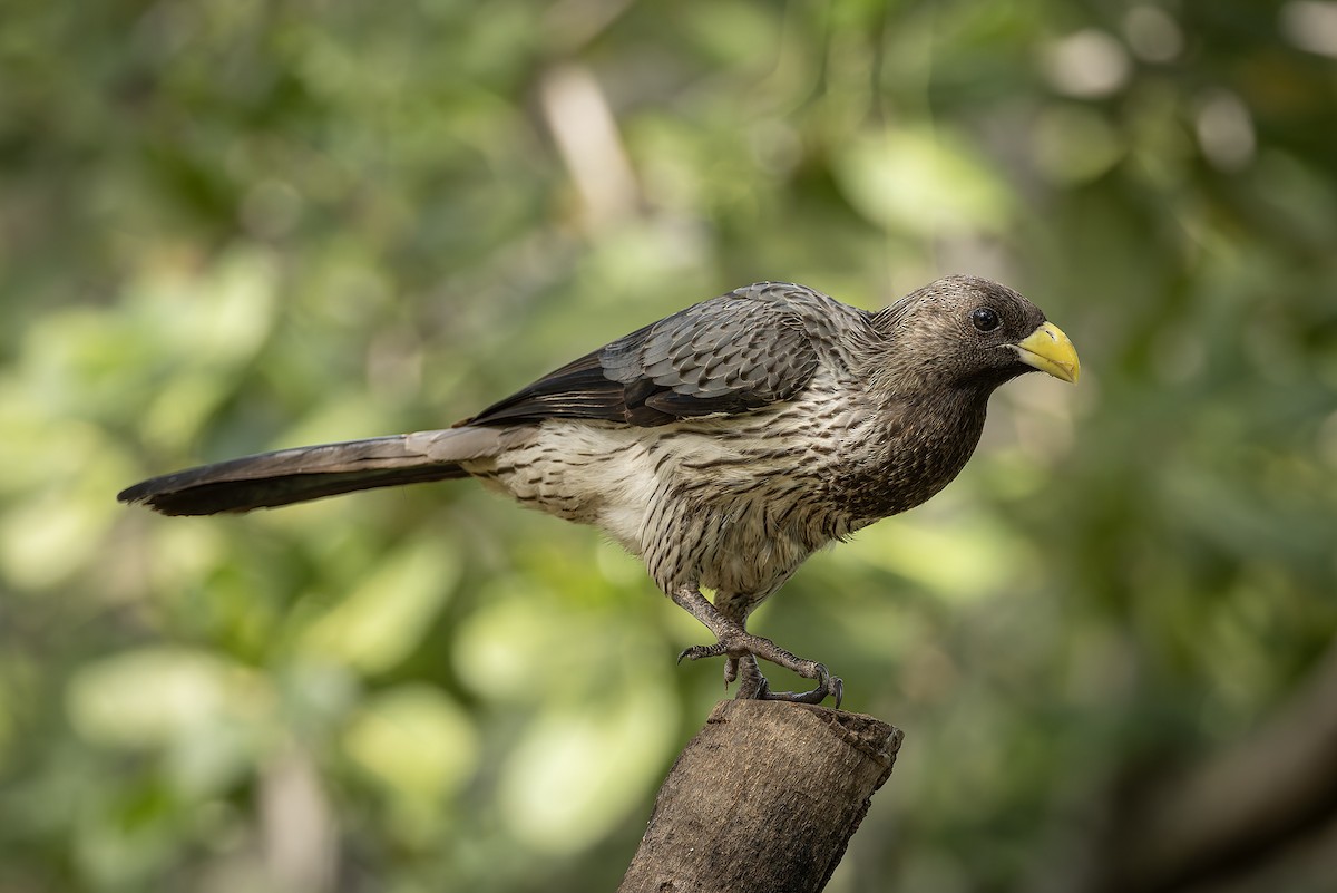 Turaco Gris Occidental - ML645773411