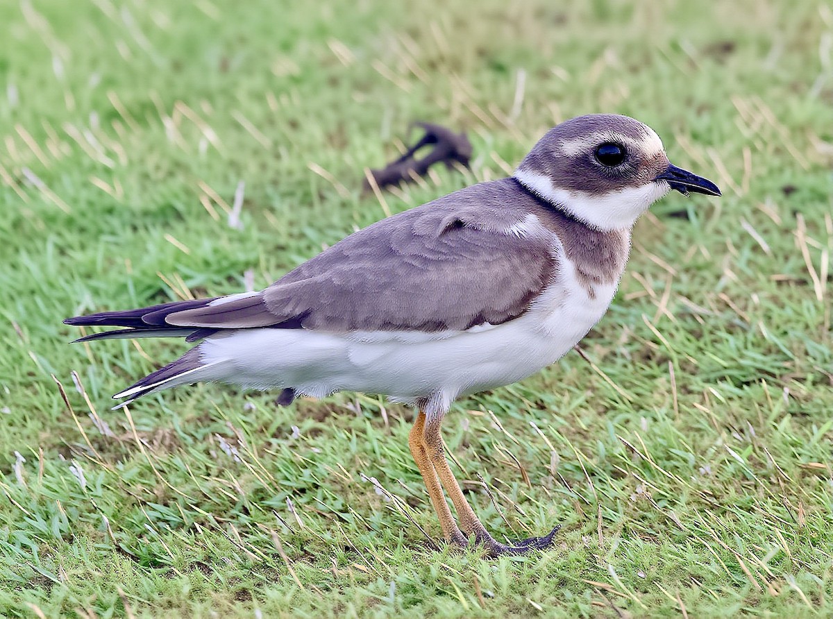 Common Ringed Plover - ML645773431