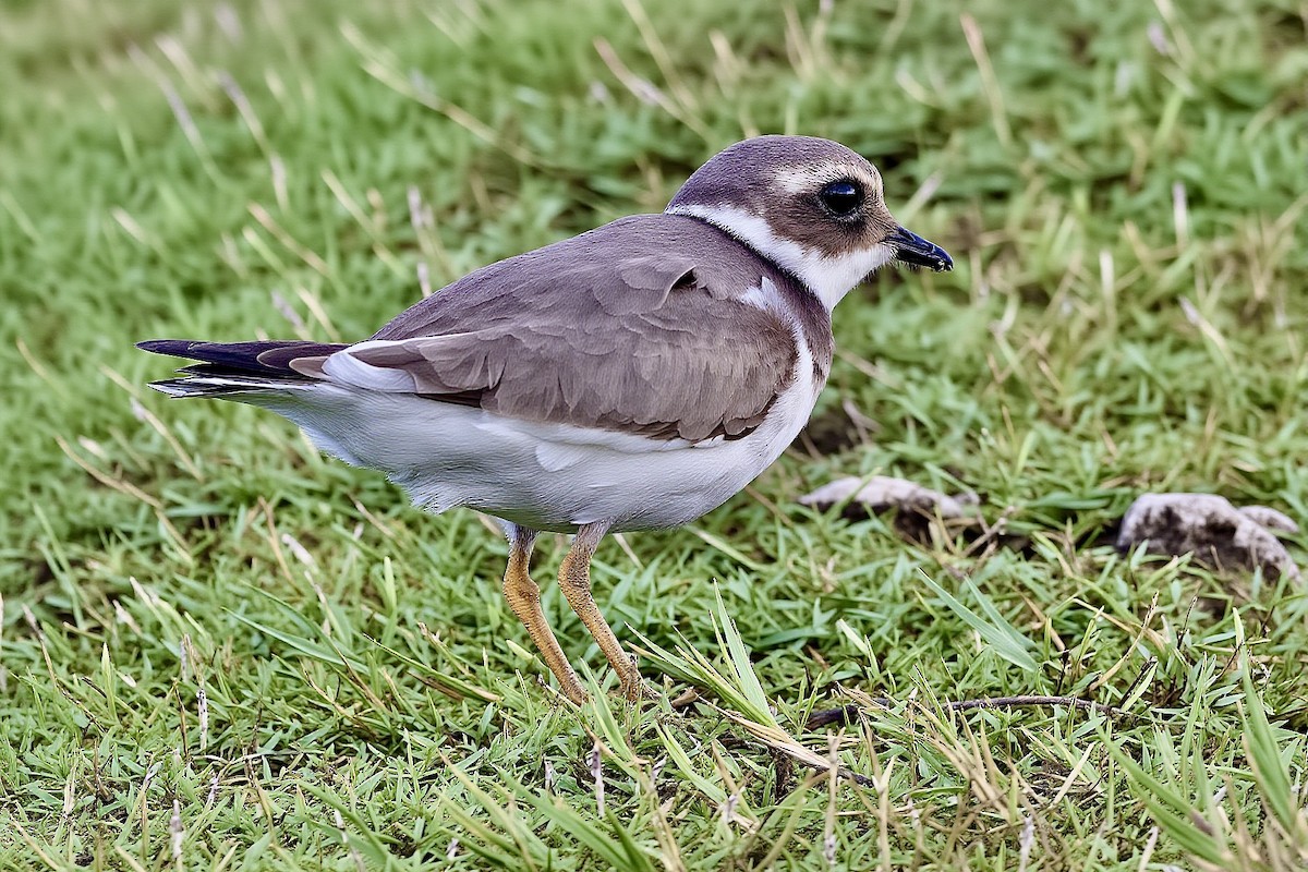 Common Ringed Plover - ML645773432