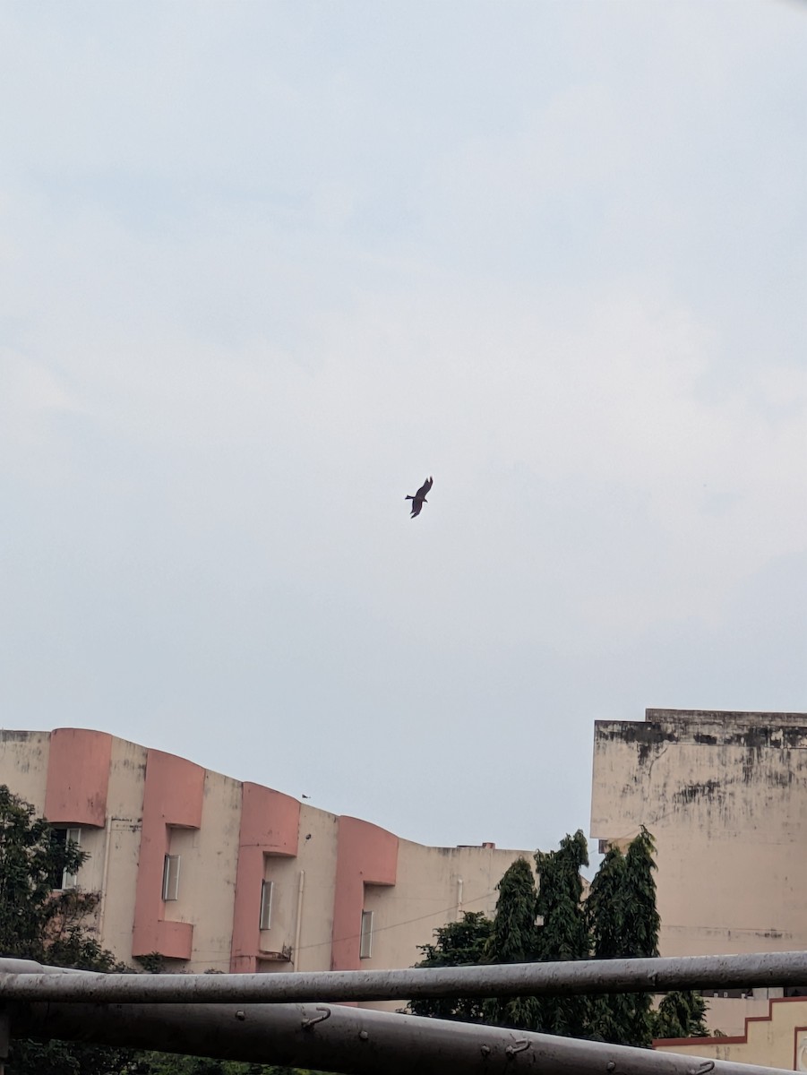 Шуліка чорний [група migrans] - ML645773435