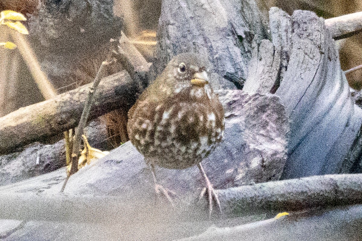 Fox Sparrow - ML645773443