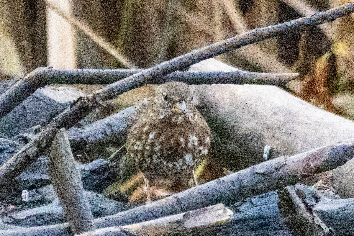 Fox Sparrow - ML645773444