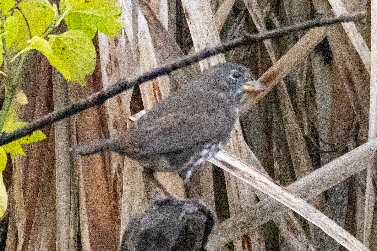 Fox Sparrow - ML645773445