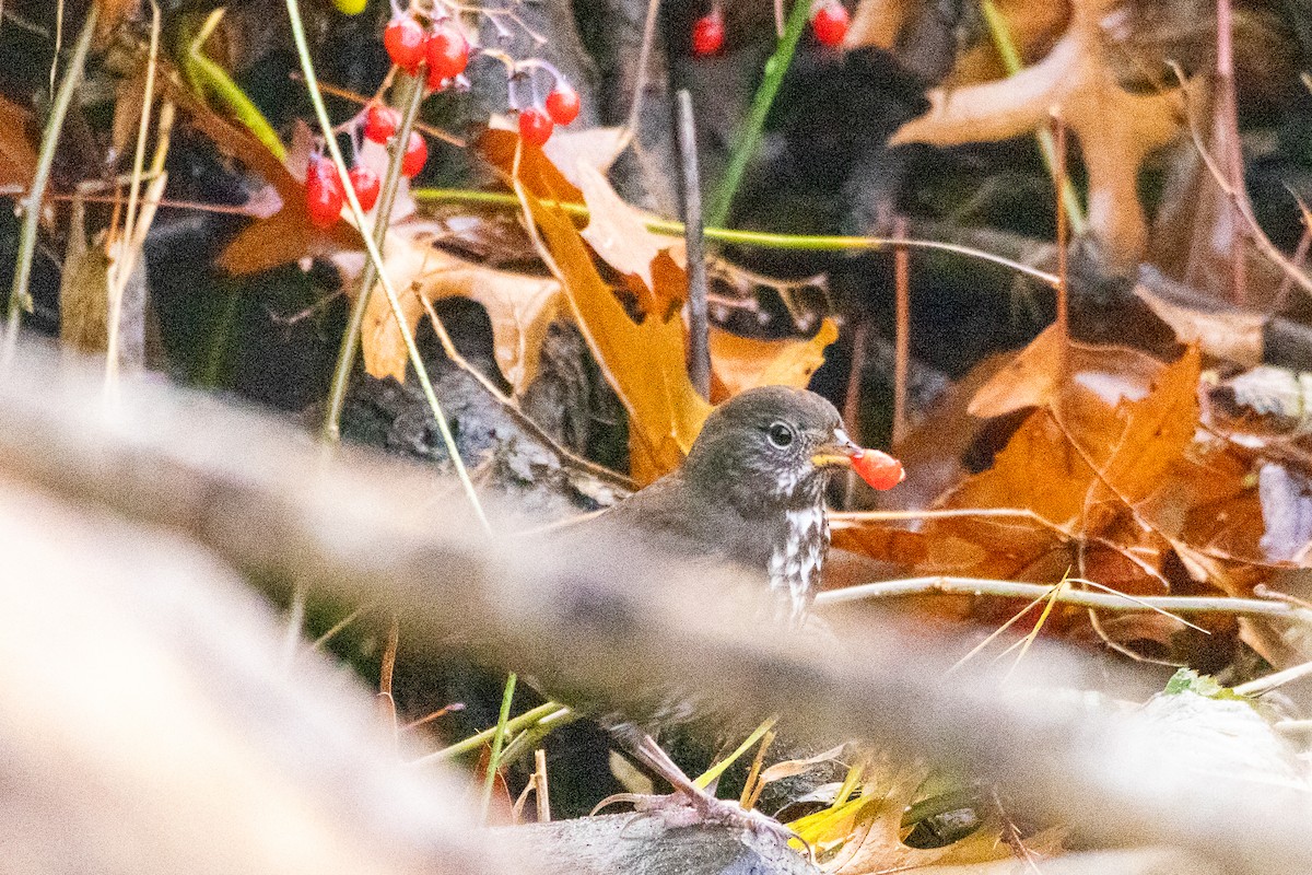 Fox Sparrow - ML645773446