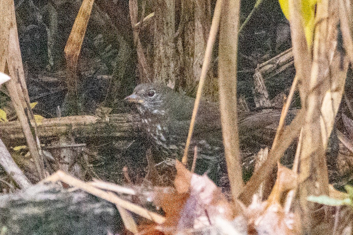 Fox Sparrow - ML645773447