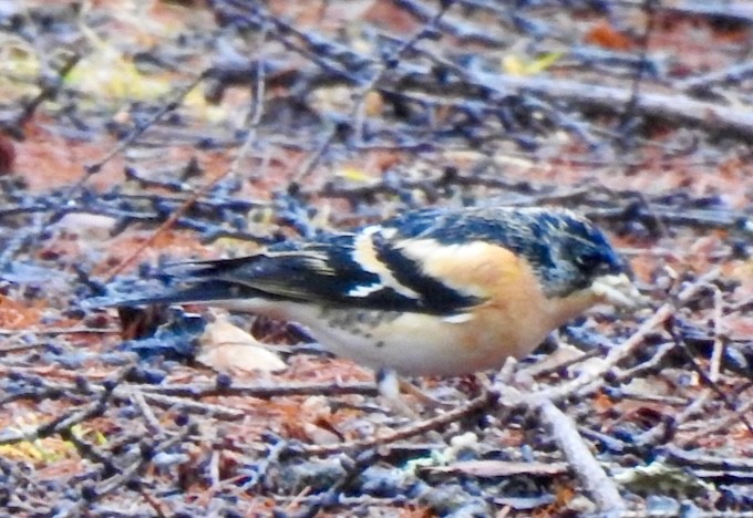 bjørkefink - ML645773459