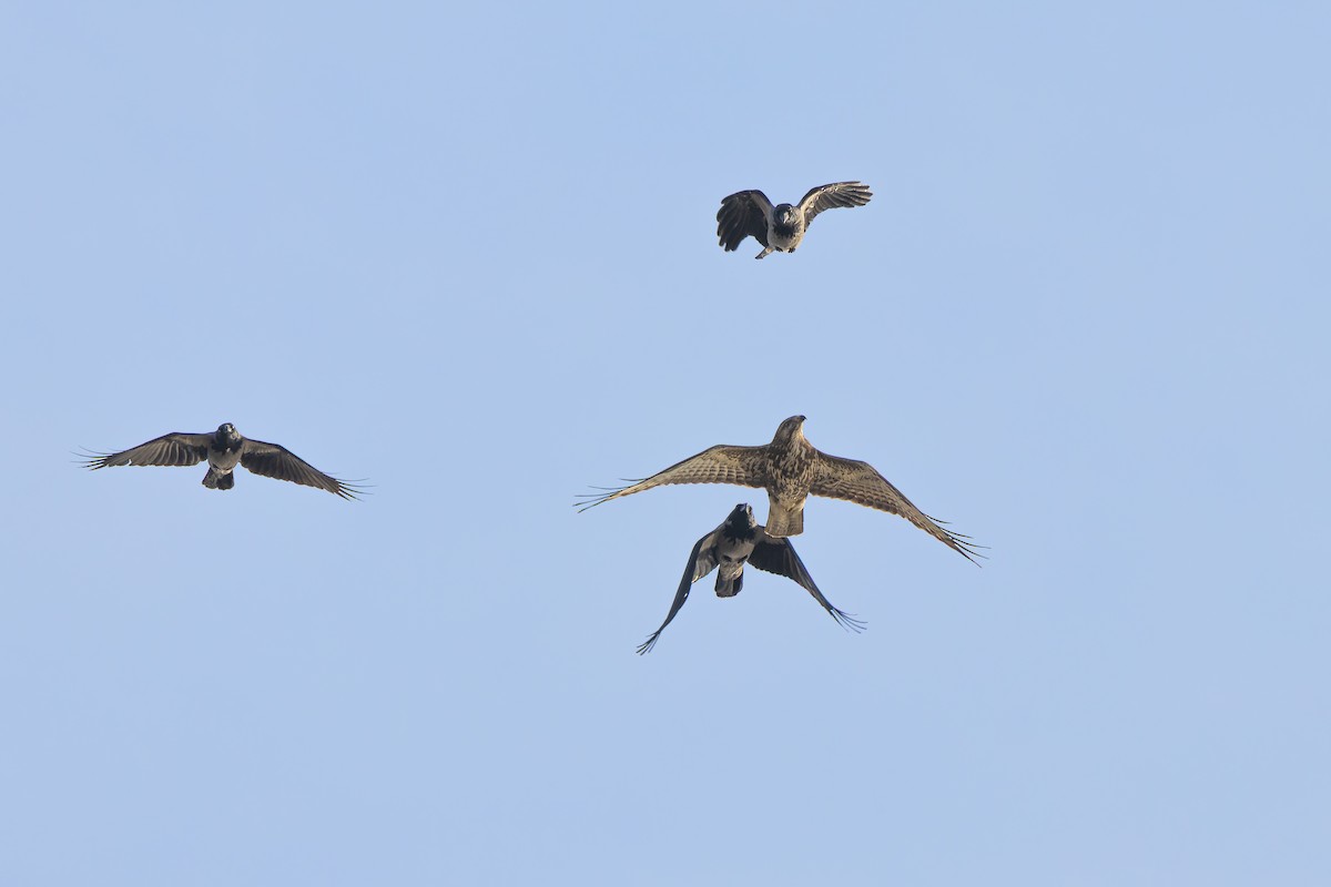 Common Buzzard - ML645773468