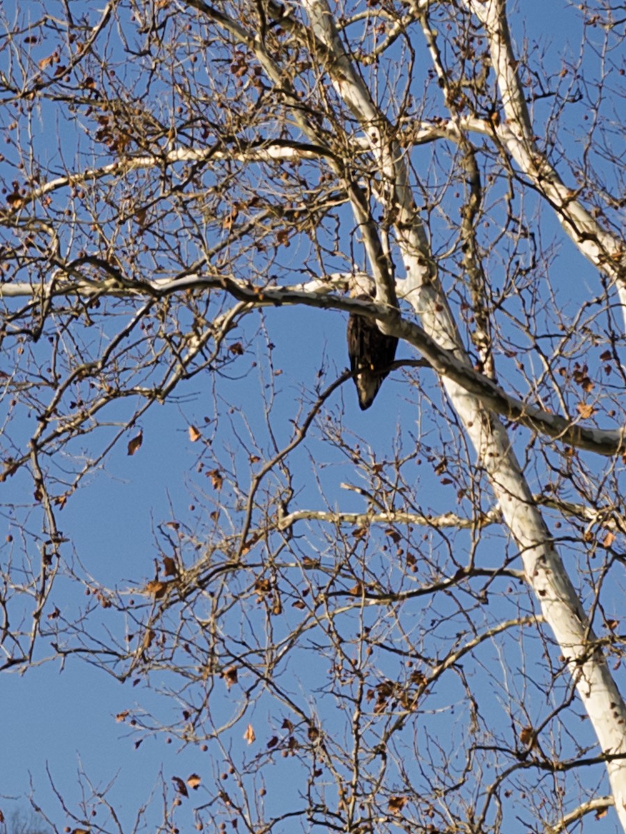 Bald Eagle - ML645773471