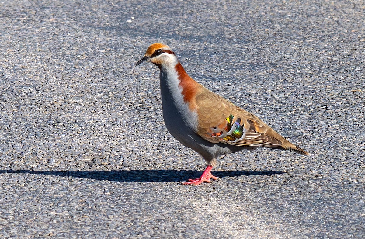Brush Bronzewing - ML645773472