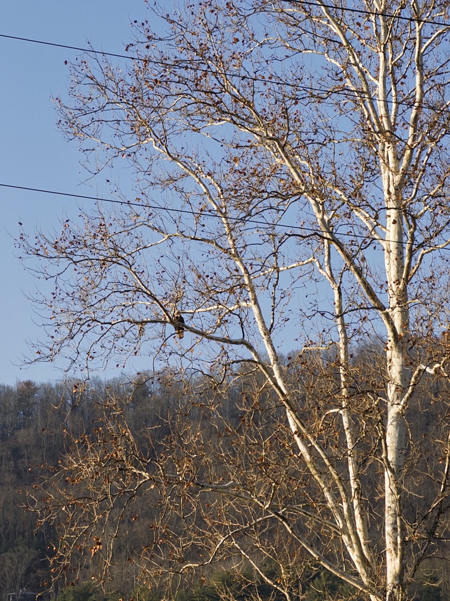 Bald Eagle - ML645773473