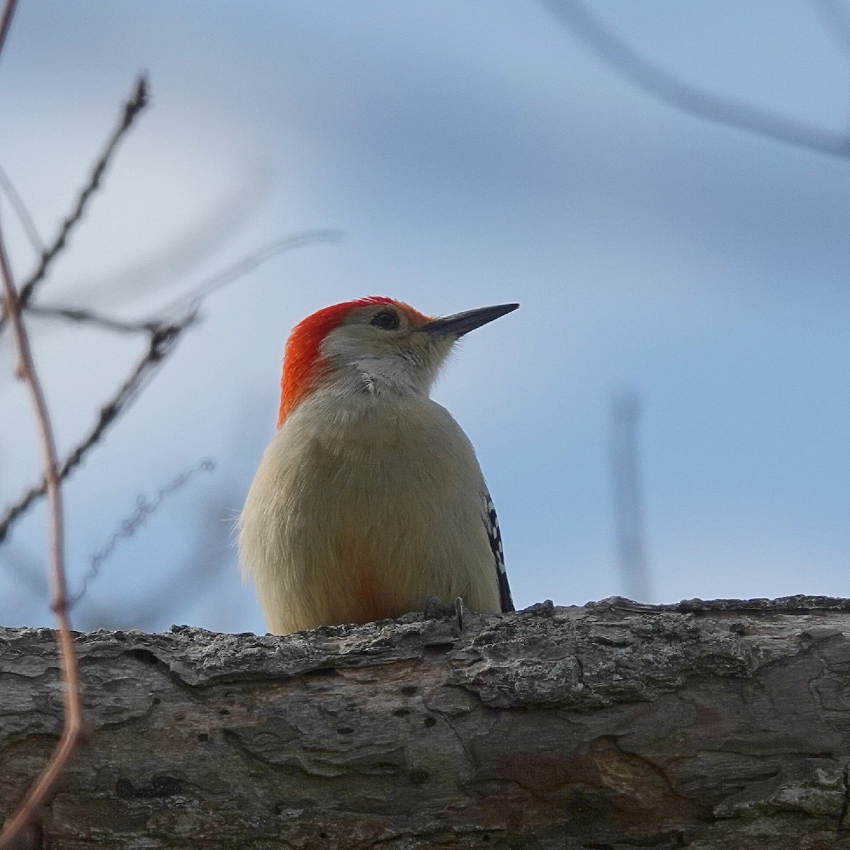 Carpintero de Carolina - ML645773485