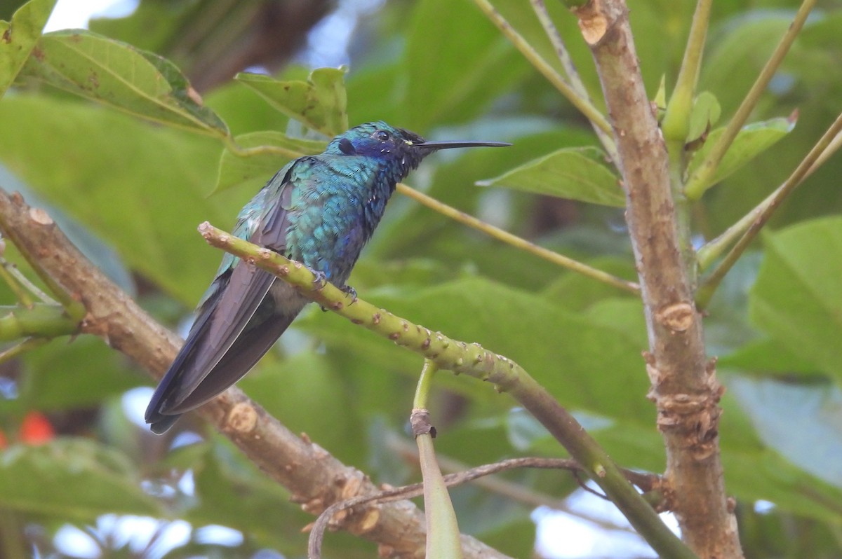 fiolørekolibri - ML645773487