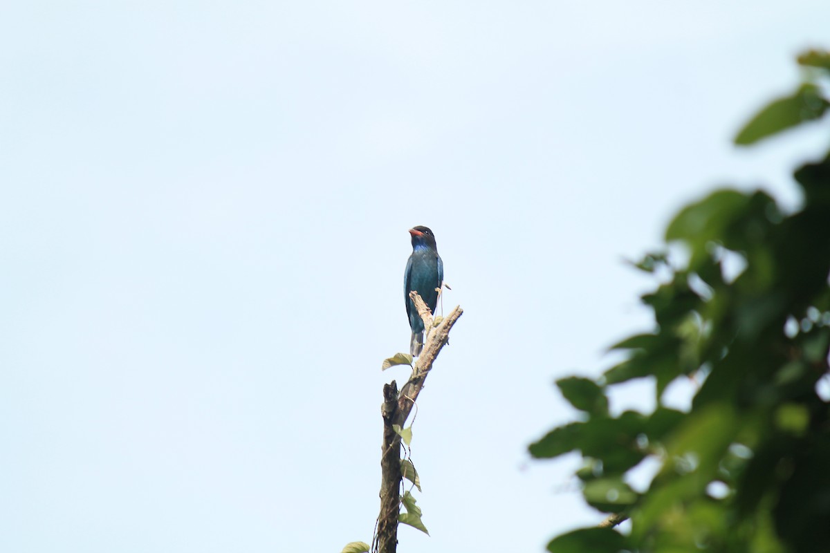 佛法僧 - ML645773488